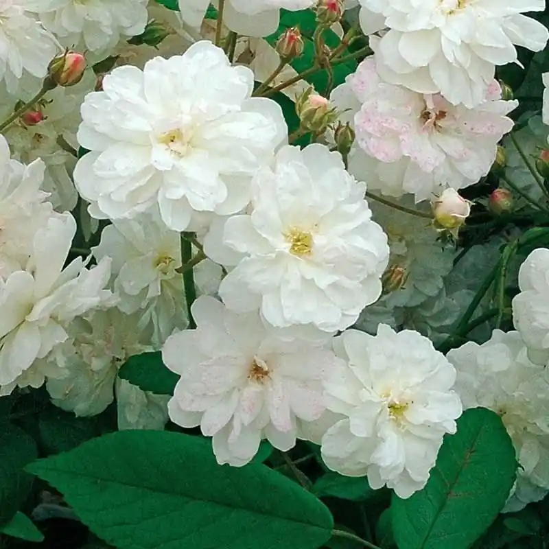 Más Vendido Rosal Francine Austin