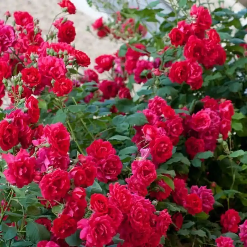 Garantía Incluida Rosa heidelberg