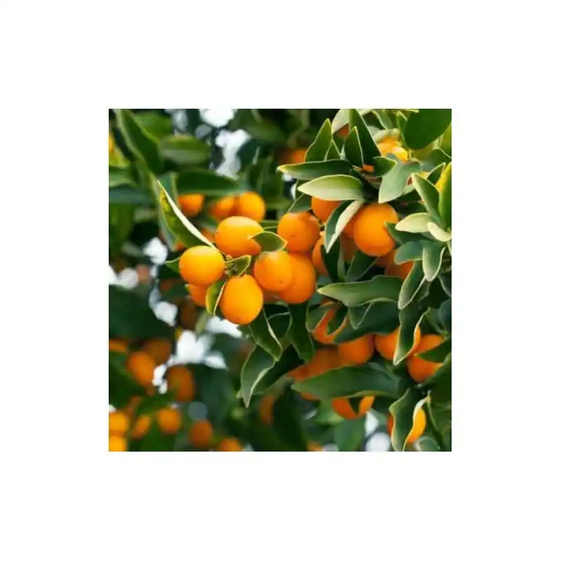 Precio Rebajado Citrus fortunella Kumquat