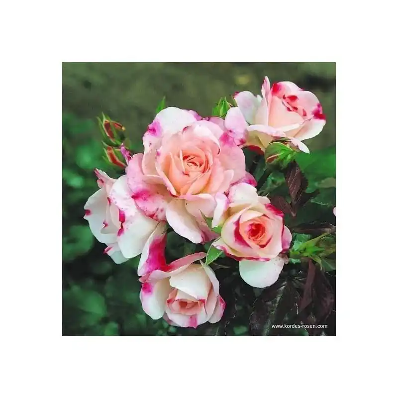 Liquidación Rosa Rosenstadt Freising
