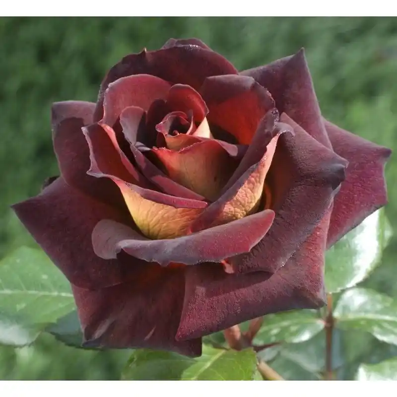 Rosa Eddy Mitchell Envío Internacional