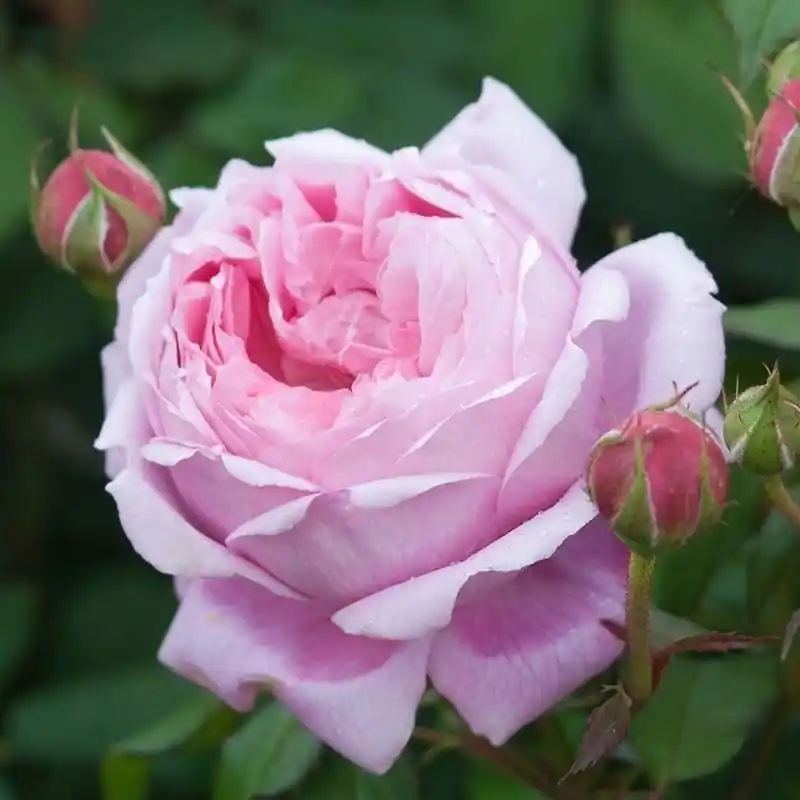 A Buen Precio Rosa Alan Titchmarsh