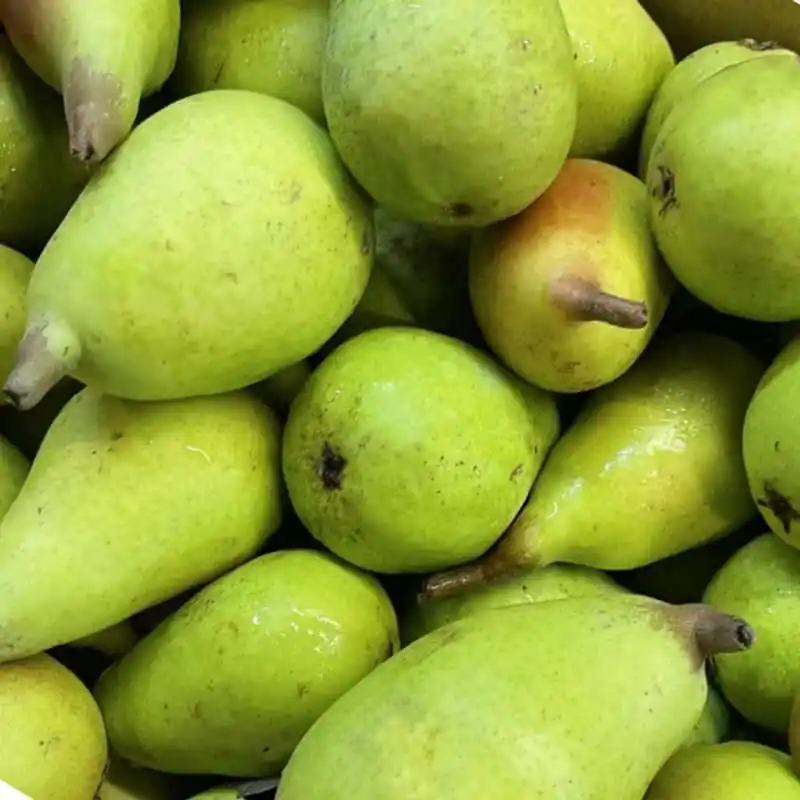 Peral Ercolini Garantía Incluida