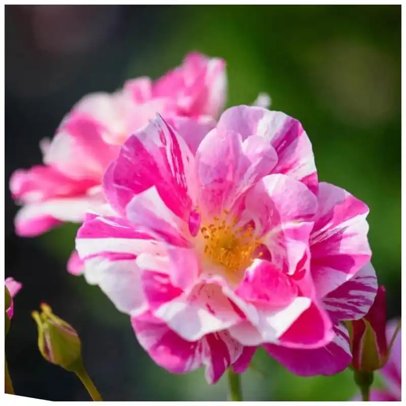 Oferta Especial Rosa The Kings rose