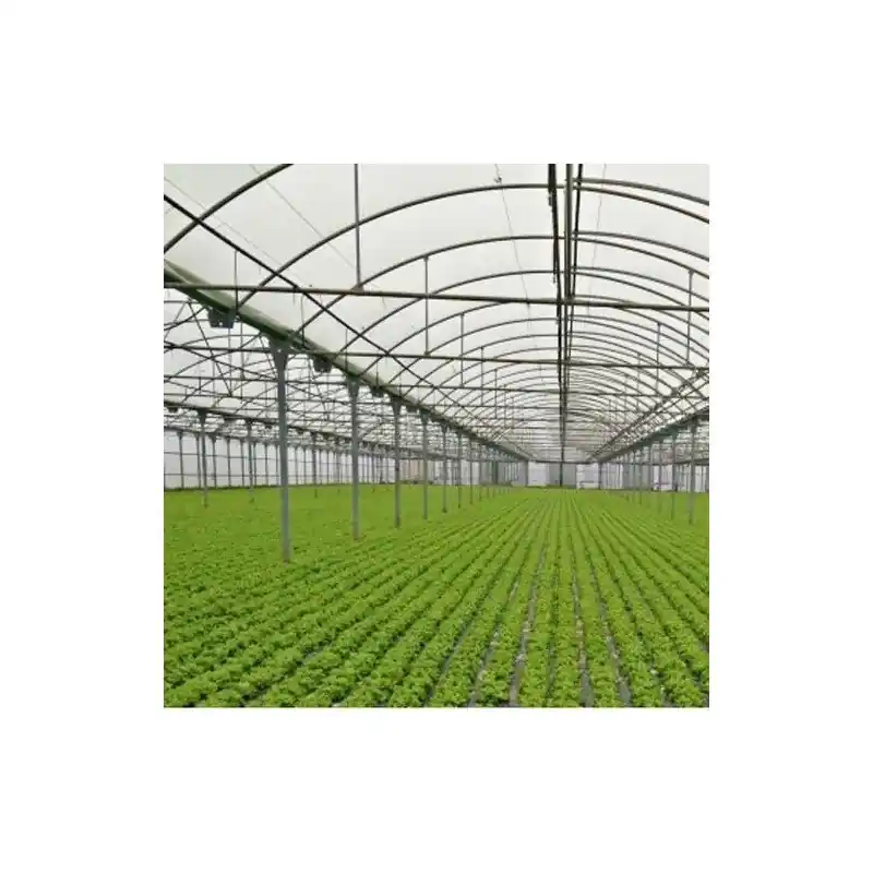 Plástico para acolchar perforado lechuga Entrega Rápida
